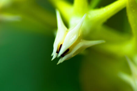 Hoya multiflora, Apocynaceae, Australiaの写真素材