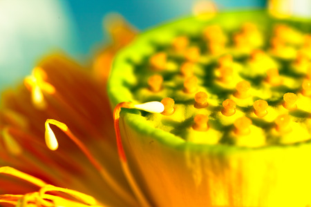 Extreme close up of the center of white lotus flowerの写真素材