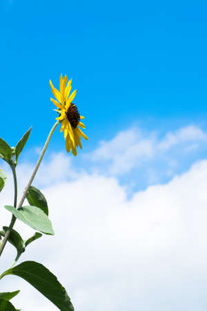 Blue sky and sunflower in Summerの写真素材