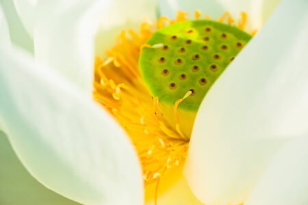 Close up of white lotus flowerの写真素材