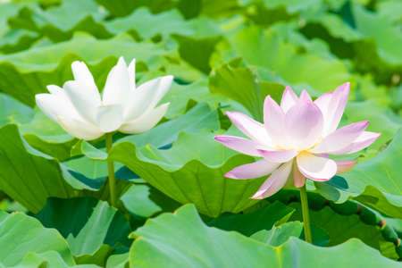 Pink and white lotus flowersの写真素材