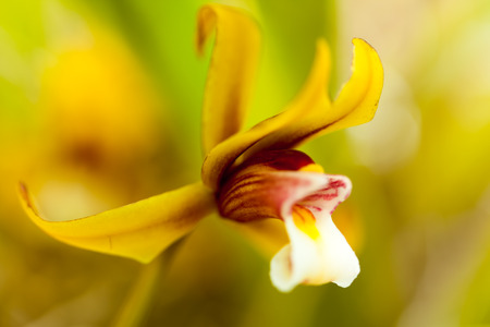 Cymbidium finlaysonianum, Orchidaceae, Southeast Asiaの写真素材