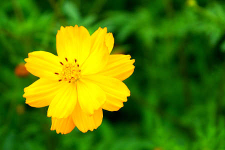 Flower of Kibanakosumosu, Cosmos sulphureusの写真素材
