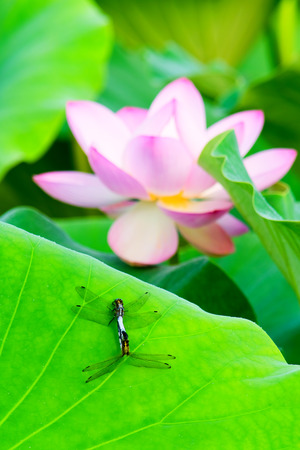 Orthetrum albistylum speciosum (subspecies of white-tailed skimmer)の写真素材