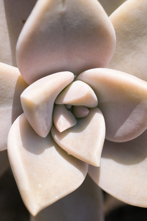 Graptopetalum paraguayense, Crassulaceae, Latin America (Mexico)の写真素材