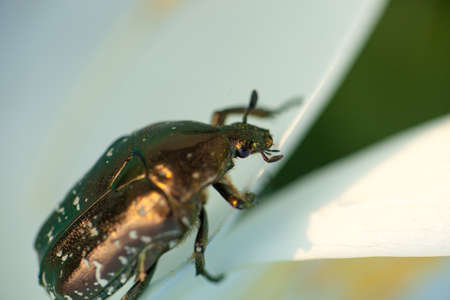 The Gold-Bugの写真素材