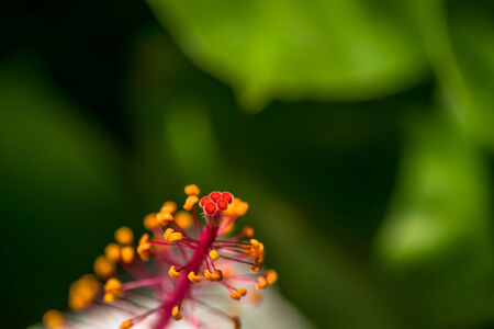 Center detail of white hibiscus flower, Hibiscus arnottianus