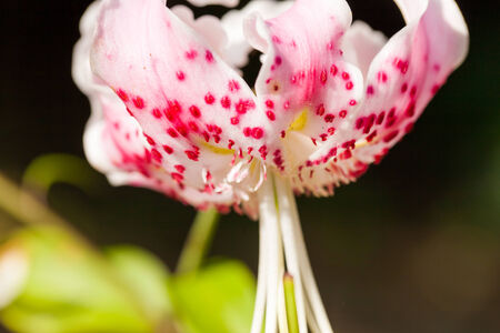 Close up of Lilium speciosum, Japan endemic species, endangered plant, Endangered Class II (VU)の写真素材