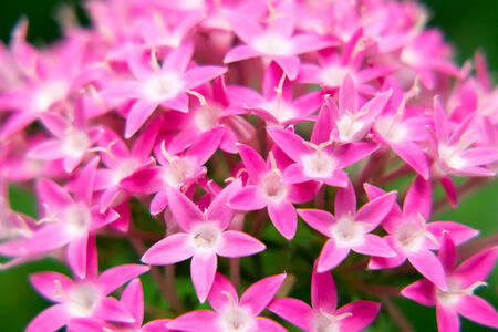 Close up of pink pentas flowers, pentasulfideの写真素材