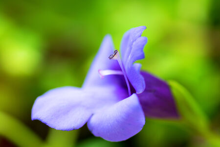 Torenia concolor var. Formosana, LINDERNIACEAE, Ryukyu, Taiwanの写真素材
