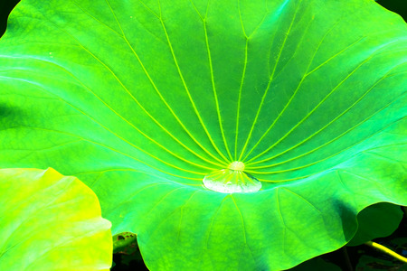 Lotus padsの写真素材