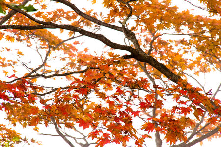 Trees were autumn leaves in Nikko