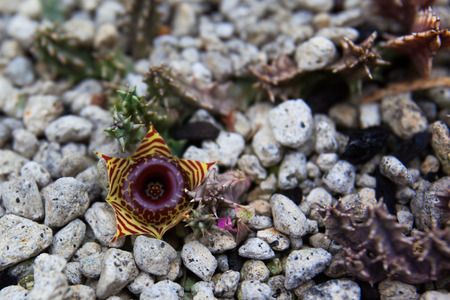 Huernia zebrina, Asclepiadaceae, southern Africaの写真素材