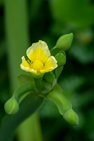 Limnocharis flava, West Indiesの写真素材