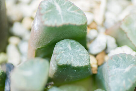 Haworthia maughanii, Liliaceae, Southern Africa (Cape)の写真素材