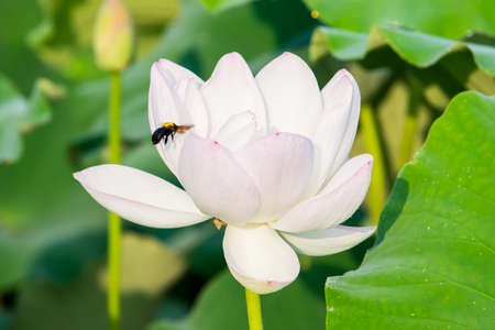 White lotus flowerの写真素材