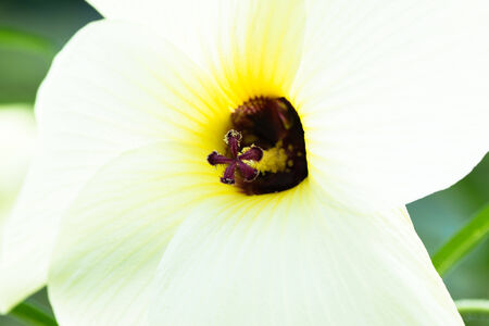 Close up of Hanaokura flower, Abelmoschus manihot, Malvaceaeの写真素材