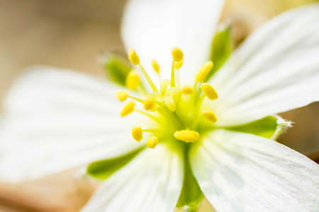 Close up of Sarcocaulon herrei, Geraniaceae, South Africa (Cape Province)の写真素材
