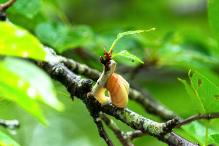 Snailの写真素材