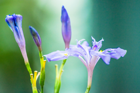 Blure iris flower, Iridaceaeの写真素材