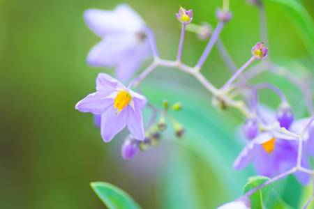 Solanum melanoxylon, Solanaceae, southern Brazilの写真素材