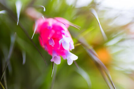 Tillandsia stricta, Bromeliaceae, tropical Americaの写真素材