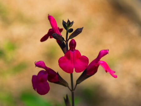 Salvia greggii, Cherry Sage, Labiatae, Central Americaの写真素材