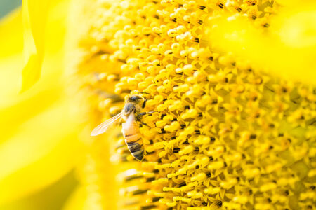 Honey bee on the center of Titan sunflowerの写真素材