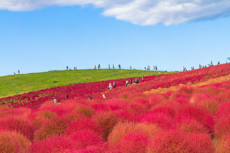 Field of red Kochia and the blue skyの写真素材