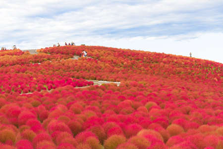 Red Kochia hill and the skyの写真素材