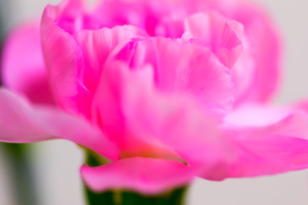 Pink carnation flower