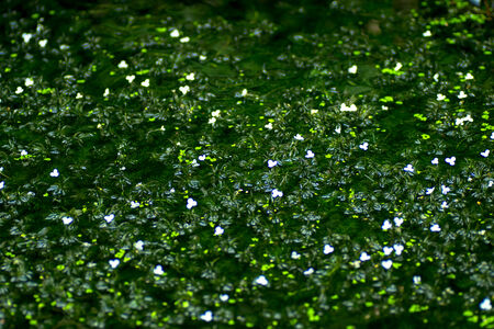 Egeria najas, Hydrocharitaceae, South America