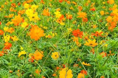 Field of Kibanakosumosu, Cosmos sulphureus