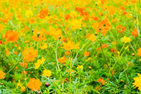 Field of Kibanakosumosu, Cosmos sulphureusの写真素材