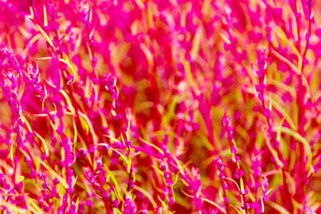 Close up of red Kochiaの写真素材