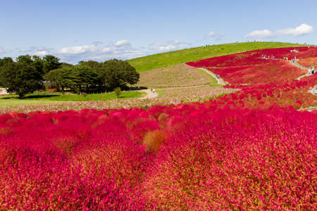Red Kochia hill and the skyの写真素材