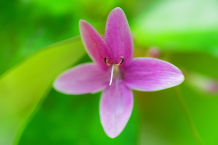 Flower of Pseuderanthemum laxiflorum, Fiji Islandsの写真素材