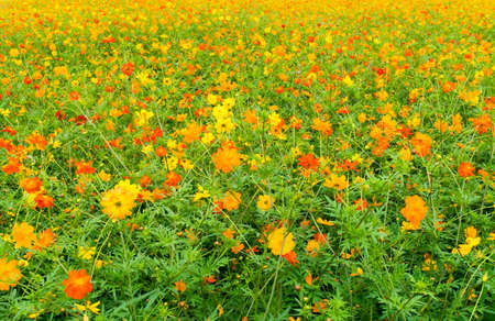 Field of Kibanakosumosu, Cosmos sulphureusの写真素材