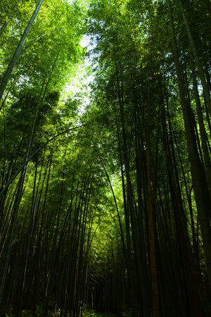 Bamboo forest in Japanの写真素材