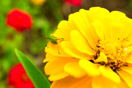 Katydid on the Zinnia petalの写真素材
