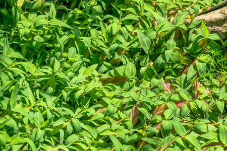 Hygroryza aristata, Poaceae, China South Asiaの写真素材