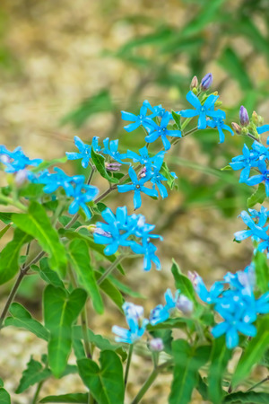 Tweedia caerulea, Apocynaceae, Brazil - Uruguayの写真素材
