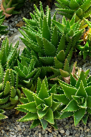 Aloe breviforia, Liliaceae, southern Africaの写真素材