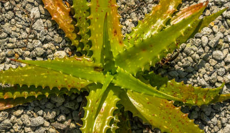 Aloe dorotheae, XANTHORRHOEACEAE, East Africa, Tanzaniaの写真素材