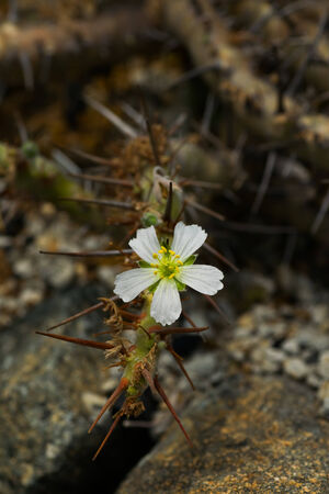 Flower of Sarcocaulon herrei, Geraniaceae, South Africa (Cape Province)の写真素材