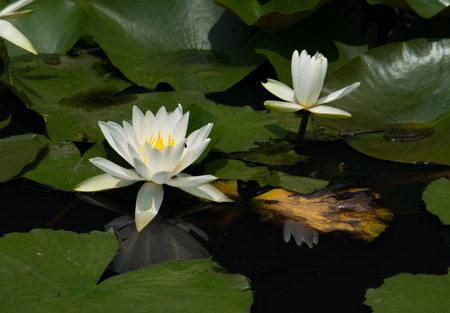 White water lilyの写真素材