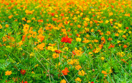 Field of Kibanakosumosu, Cosmos sulphureusの写真素材
