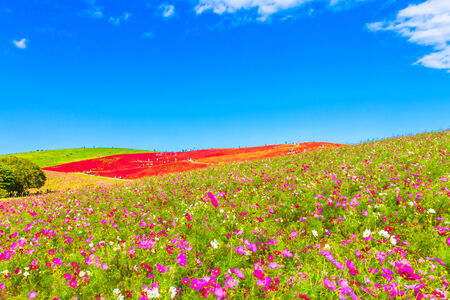 Field of cosmos flowers and the blue skyの写真素材