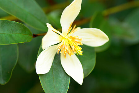 Flower of Michelia yunnanensisi, Magnoliaceae, Chinaの写真素材