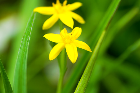 Flower of Hypoxis decumbens, HYPOXIDACEAE, Mexicoの写真素材